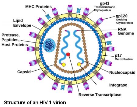 Schematic structure of an antibody: MHC Proteins, gp41, gp120, RNA genomes