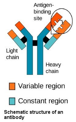 Schematic structure of an antibody from variable region to constant region: light chain, heavy chain, schematic structure of an antibody; antigenbinding site