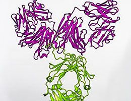 VRC01 antibody